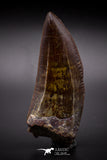 04594 - Finest Quality Serrated 3.07 Inch Carcharodontosaurus Dinosaur Tooth KemKem