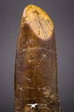 04610 - Top Beautiful 1.25 Inch Rebbachisaurus Diplodocoid Sauropod Dinosaur Tooth