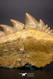 04612 - Top Huge 1.94 Inch Notidanodon loozi (Cow Shark) Tooth