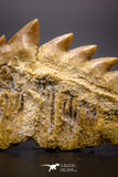04612 - Top Huge 1.94 Inch Notidanodon loozi (Cow Shark) Tooth