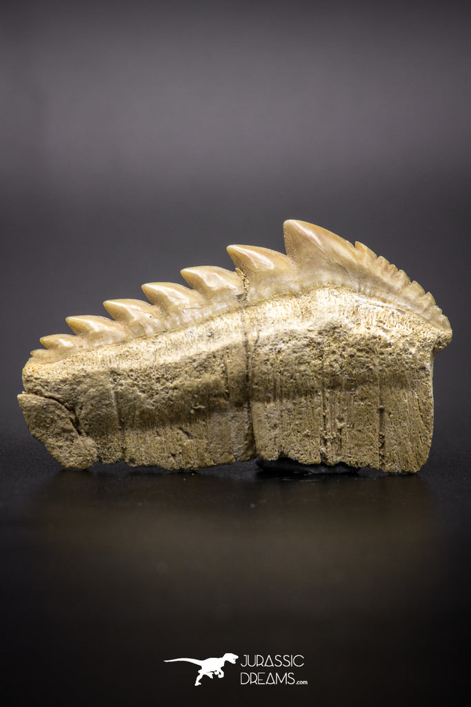 04613 - Top Huge 1.95 Inch Notidanodon loozi (Cow Shark) Tooth
