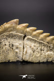 04613 - Top Huge 1.95 Inch Notidanodon loozi (Cow Shark) Tooth