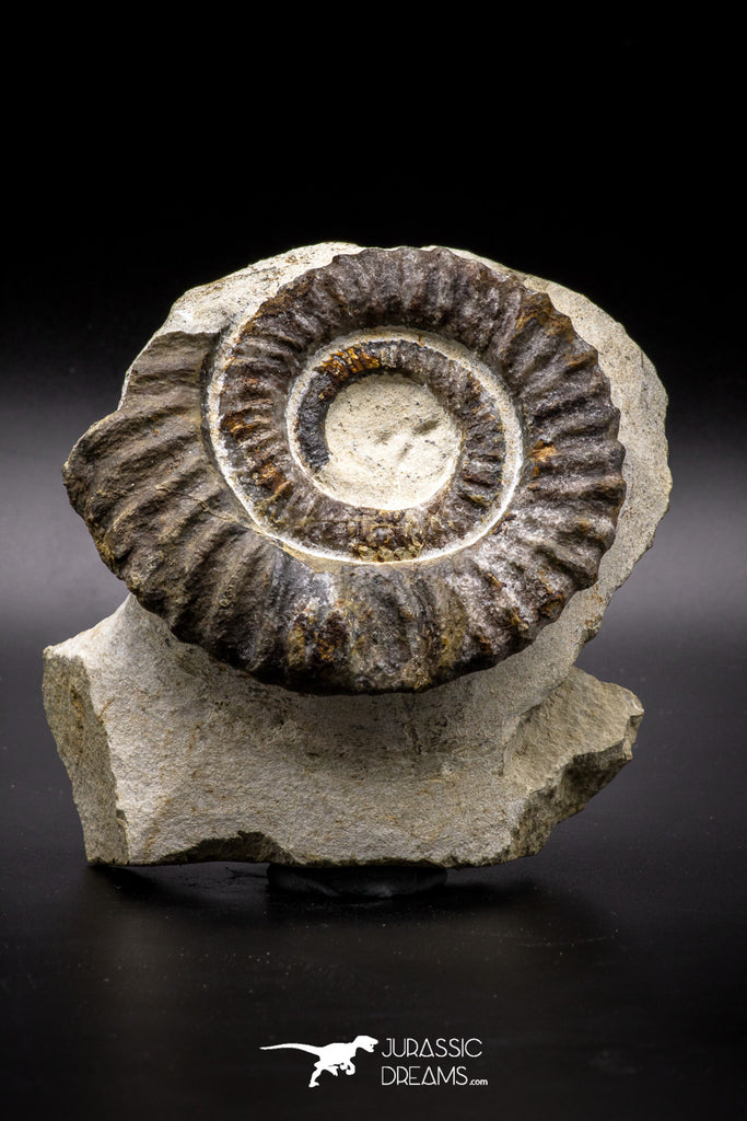 04621 - Top Beautiful 4.79 Inch ANETOCERAS (Ammonite) Devonian