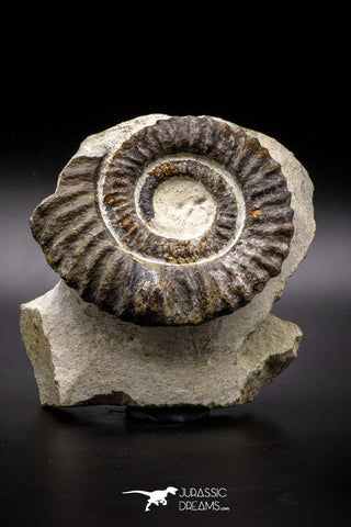 04621 - Top Beautiful 4.79 Inch ANETOCERAS (Ammonite) Devonian