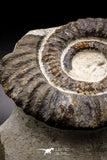 04621 - Top Beautiful 4.79 Inch ANETOCERAS (Ammonite) Devonian