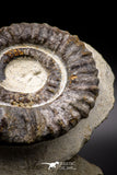 04621 - Top Beautiful 4.79 Inch ANETOCERAS (Ammonite) Devonian