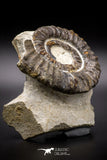 04621 - Top Beautiful 4.79 Inch ANETOCERAS (Ammonite) Devonian