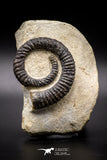 04622 - Top Beautiful 4.56 Inch ANETOCERAS (Ammonite) Devonian