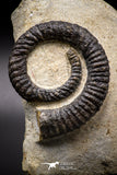 04622 - Top Beautiful 4.56 Inch ANETOCERAS (Ammonite) Devonian