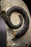 04622 - Top Beautiful 4.56 Inch ANETOCERAS (Ammonite) Devonian