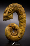 04624 - 3.42 Inch Beautiful Heteromorph Ammonites ANCYLOCERAS Upper Cretaceous
