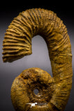 04624 - 3.42 Inch Beautiful Heteromorph Ammonites ANCYLOCERAS Upper Cretaceous