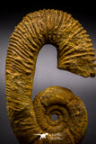 04624 - 3.42 Inch Beautiful Heteromorph Ammonites ANCYLOCERAS Upper Cretaceous