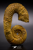 04624 - 3.42 Inch Beautiful Heteromorph Ammonites ANCYLOCERAS Upper Cretaceous