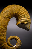 04625 - 3.40 Inch Beautiful Heteromorph Ammonites ANCYLOCERAS Upper Cretaceous