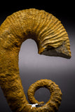 04625 - 3.40 Inch Beautiful Heteromorph Ammonites ANCYLOCERAS Upper Cretaceous