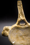 04633 - Top Beautiful 5.38 Inch Elasmosaur (Zarafasaura oceanis) Vertebra