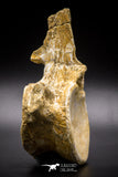 04633 - Top Beautiful 5.38 Inch Elasmosaur (Zarafasaura oceanis) Vertebra