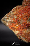 04637 -  Top Huge Red Vanadinite Crystals on Natural Manganese-Iron Oxide Matrix from Morocco