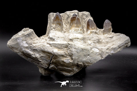 04639 - Top Quality 15.04 Inch Prognathodon currii (Mosasaur) Partial Left Hemi-Jaw Bone