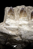 04639 - Top Quality 15.04 Inch Prognathodon currii (Mosasaur) Partial Left Hemi-Jaw Bone