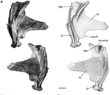 00903 - Museum Grade 6.88 Inch Association of 2 Rare Mawsonia Coelacanth Quadrate Bones