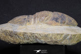 20056 - Top Rare 3.70 Inch Parabarrandia aff. crassa Middle Ordovician Trilobite
