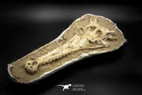 060001 - Finest Grade 13.20'' Dyrosaurus Phosphaticus Skull in Matrix Ouled Abdoun Basin