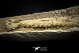 060001 - Finest Grade 13.20'' Dyrosaurus Phosphaticus Skull in Matrix Ouled Abdoun Basin