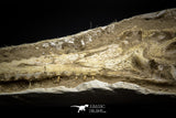 060001 - Finest Grade 13.20'' Dyrosaurus Phosphaticus Skull in Matrix Ouled Abdoun Basin