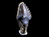 10140 - Top Rare Ankylosaurus Dinosaur Fossil Tooth - Judith River Fm - Montana