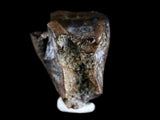 10052 - Rare Centrosaurus Fossil Tooth Ceratopsid Dinosaur Judith River Fm - Montana