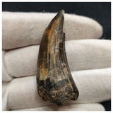 10120 - Exceedingly Rare Suchomimus tenerensis Dinosaur Tooth - Elrhaz Fm - Niger