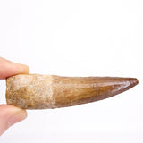 Spinosaurus Dinosaur Tooth 3.27 Inch Cretaceous KemKem Beds Ifezouane Fm