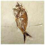 15000 - Amazing Rare Fossil Fish Armigatus sp Cretaceous Age Lebanon