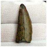 10124 - Exceedingly Rare Suchomimus tenerensis Dinosaur Tooth - Elrhaz Fm - Niger