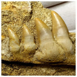 13051 - Finest Grade Halisaurus arambourgi (Mosasaur) Partial Hemi Jaw with 4 Teeth