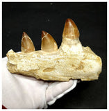 13054 - Huge Partial Prognathodon anceps (Mosasaur) Jaw with Teeth