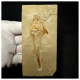 14015- Great Coccodus insignis Pycnodontiform Fish Fossil Cretaceous Age Lebanon