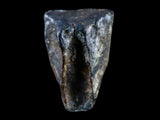 10049 - Real Triceratops horridus Dinosaur Fossil Tooth - Hell Creek Fm - Montana