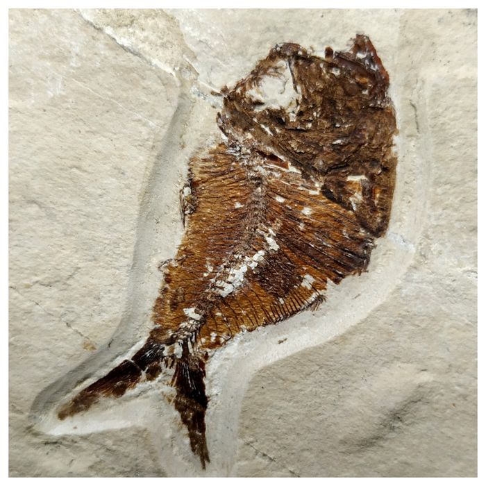 15001 - Amazing Rare Fossil Fish Stichocentrus sp Cretaceous Age Lebanon