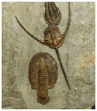 Museum Grade Ampyx + Asaphid + 2 Euloma + Parabathycheilus Ordovician Trilobites Associated in Row