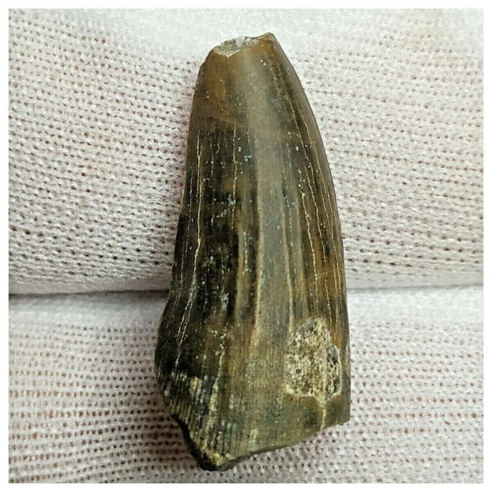10125 - Exceedingly Rare Suchomimus tenerensis Dinosaur Tooth - Elrhaz Fm - Niger