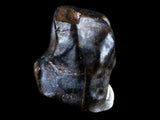 10055 - Rare Centrosaurus Fossil Tooth Ceratopsid Dinosaur Judith River Fm - Montana
