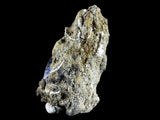 10057 - Amazing Albertosaurus Serrated Dinosaur Tooth in Natural Matrix - Cretaceous - Montana