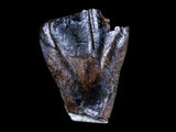 10052 - Rare Centrosaurus Fossil Tooth Ceratopsid Dinosaur Judith River Fm - Montana