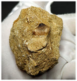 13055 - Exceedingly Rare Carinodens belgicus (Mosasaur) Tooth in natural Matrix