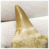 14010- Finest Grade Rooted Platecarpus ptychodon (Mosasaur) Tooth