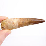 Spinosaurus Dinosaur Tooth 3.27 Inch Cretaceous KemKem Beds Ifezouane Fm