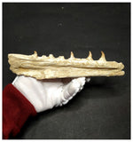 13053 - Amazing Large Halisaurus arambourgi (Mosasaur) Partial Left Hemi Jaw with 4 Teeth